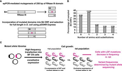 Deep mutational scanning of the RNase III-like domain in Trypanosoma brucei RNA editing protein KREPB4